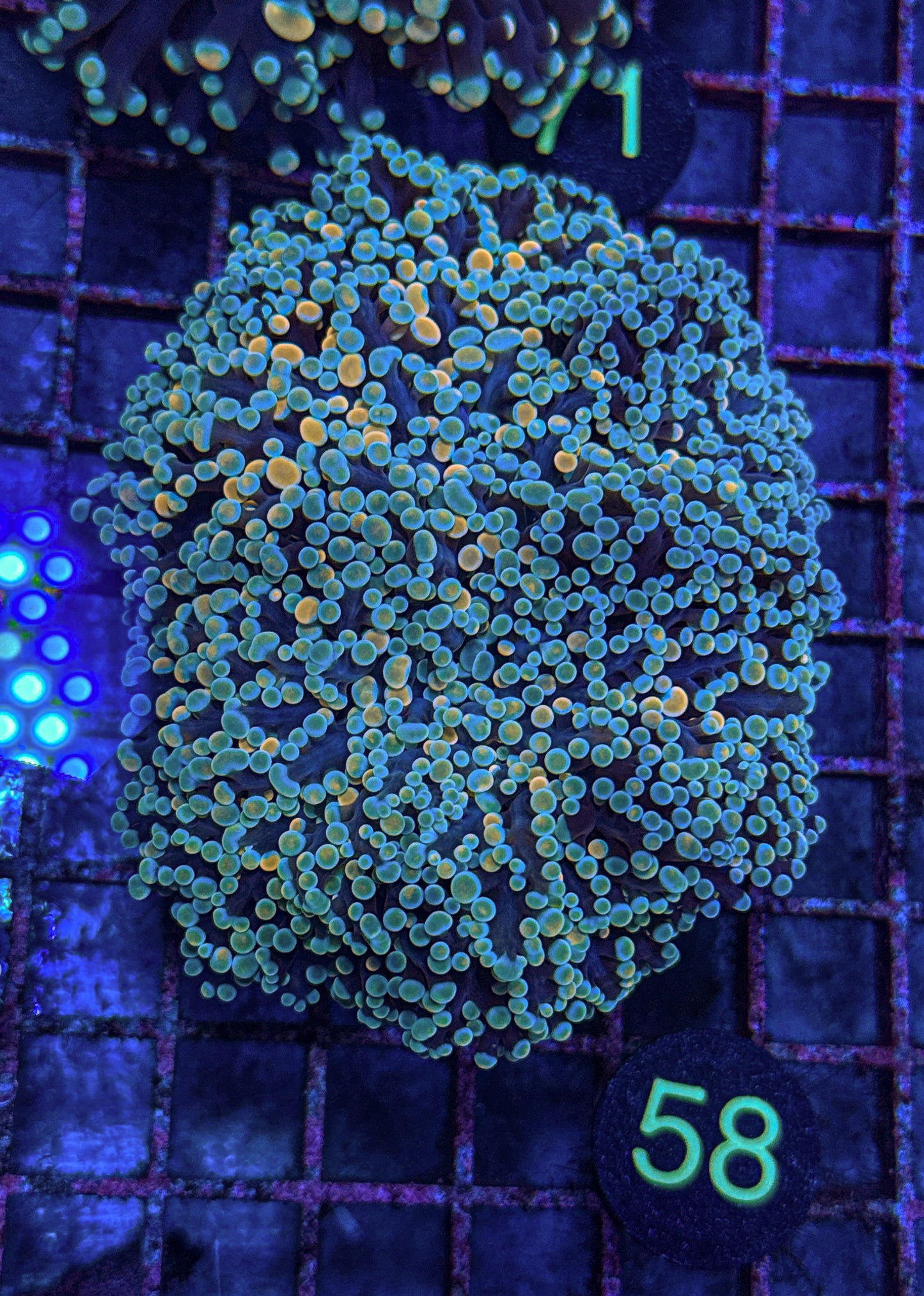 XL Rainbow Kingspawn (WYSIWYG)
