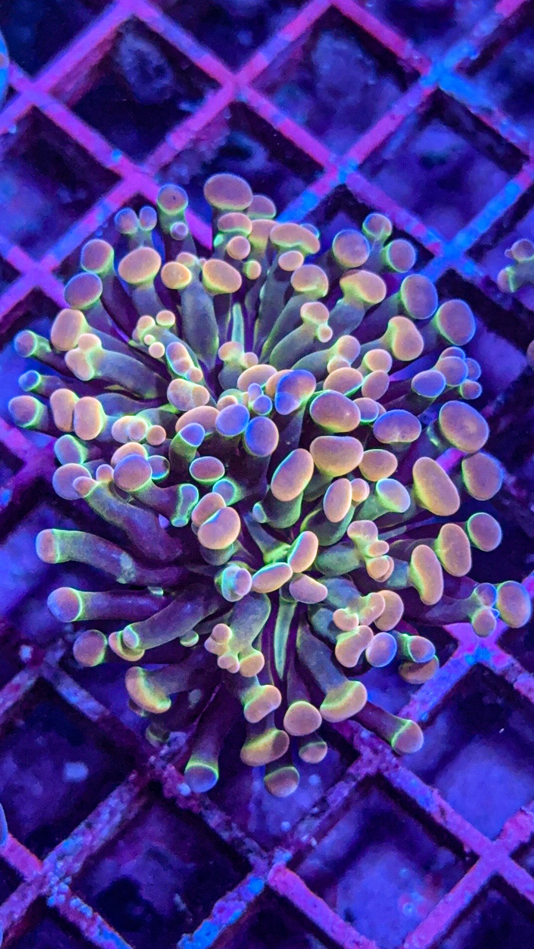 KDR Rainbow Hologram Hammer (WYSIWYG)