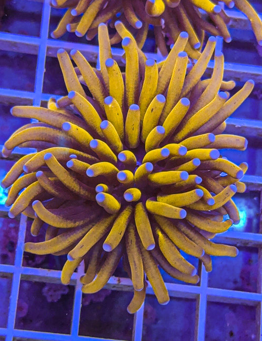 Indo Gold Torch (WYSIWYG)