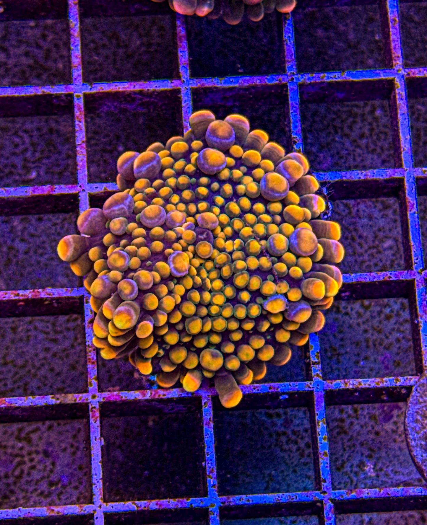 Rainbow Bounce Yuma (WYSIWYG)