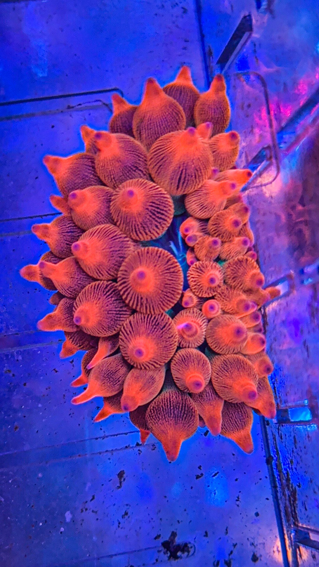 Rose Bubble Tip Anemone