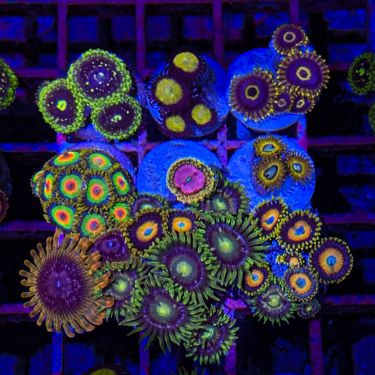 Zoa Pack #3 (WYSIWYG)