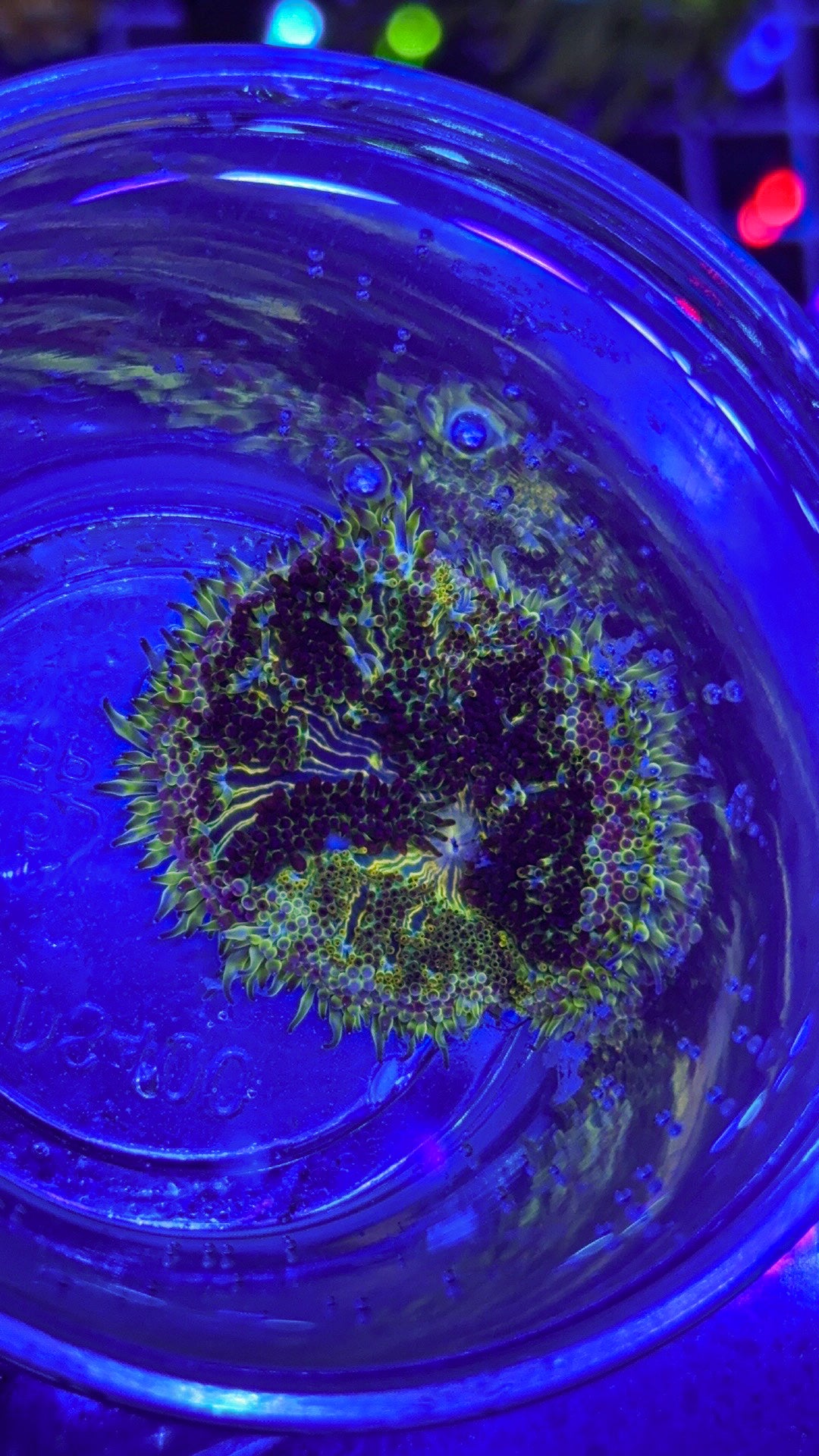 Mini Maxi Carpet Anemone (WYSIWYG)