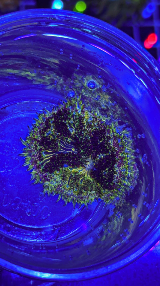 Mini Maxi Carpet Anemone (WYSIWYG)