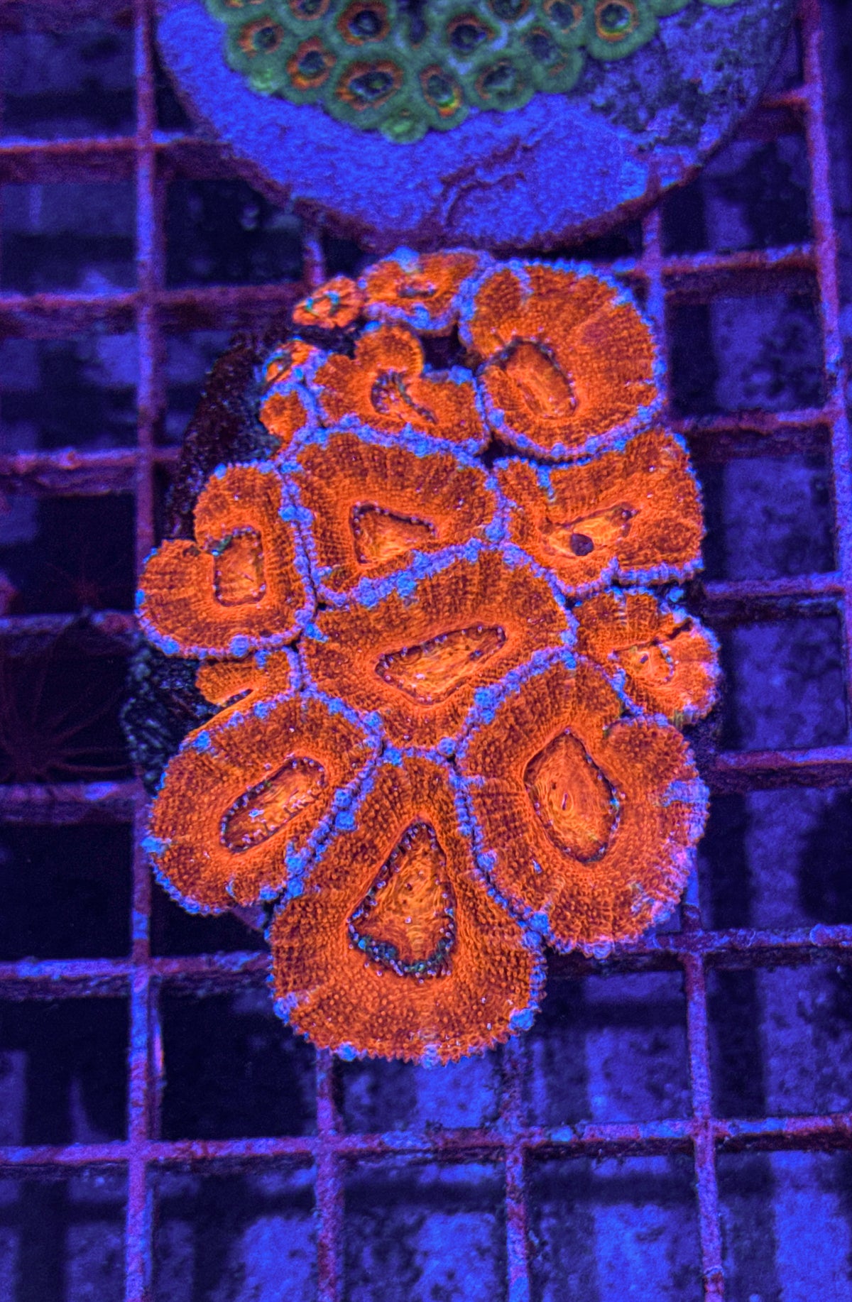 Acan Colony (WYSIWYG)