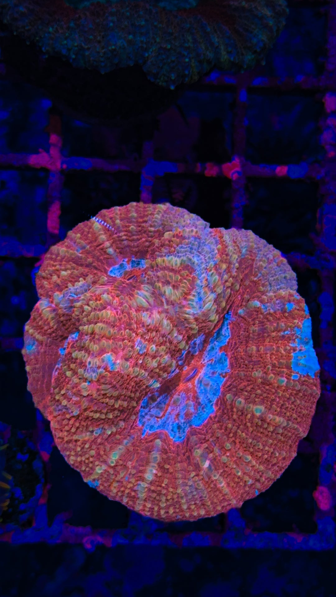 Bowerbanki Colony (WYSIWYG)