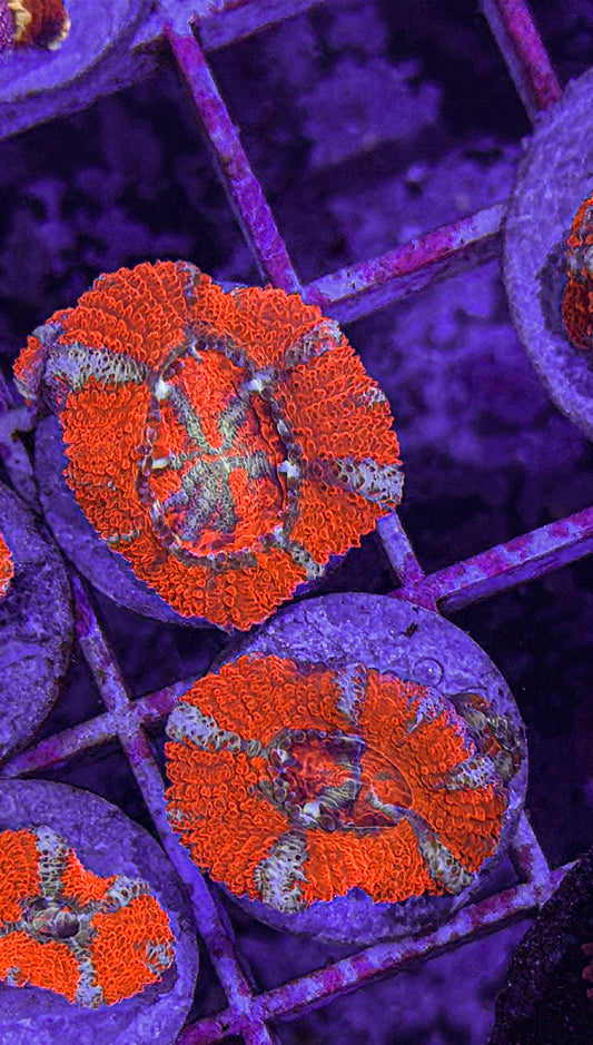 Orange Acan (WYSIWYG)