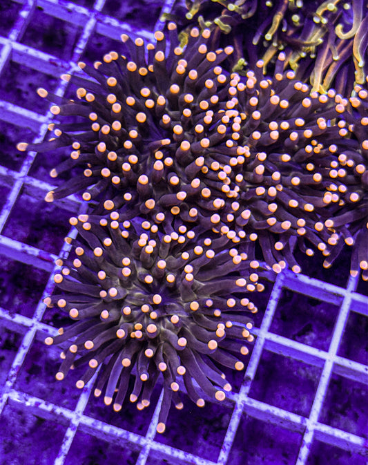 Pink Tip Torch (WYSIWYG)