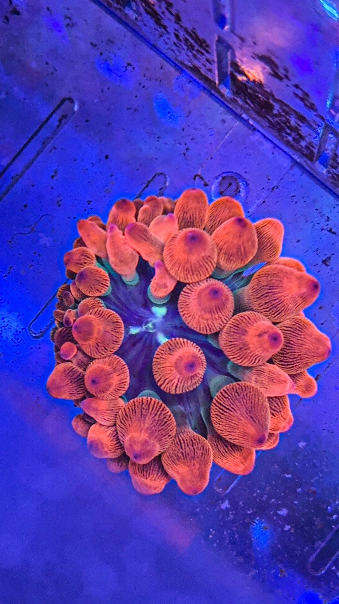 Rose Bubble Tip Anemone