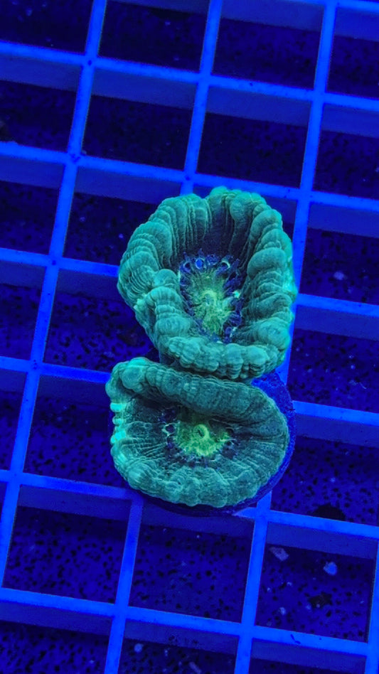 Blue Candy Cane (WYSIWYG)