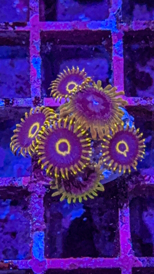 Purple Hornet/Acid Reflux Zoas (WYSIWYG)