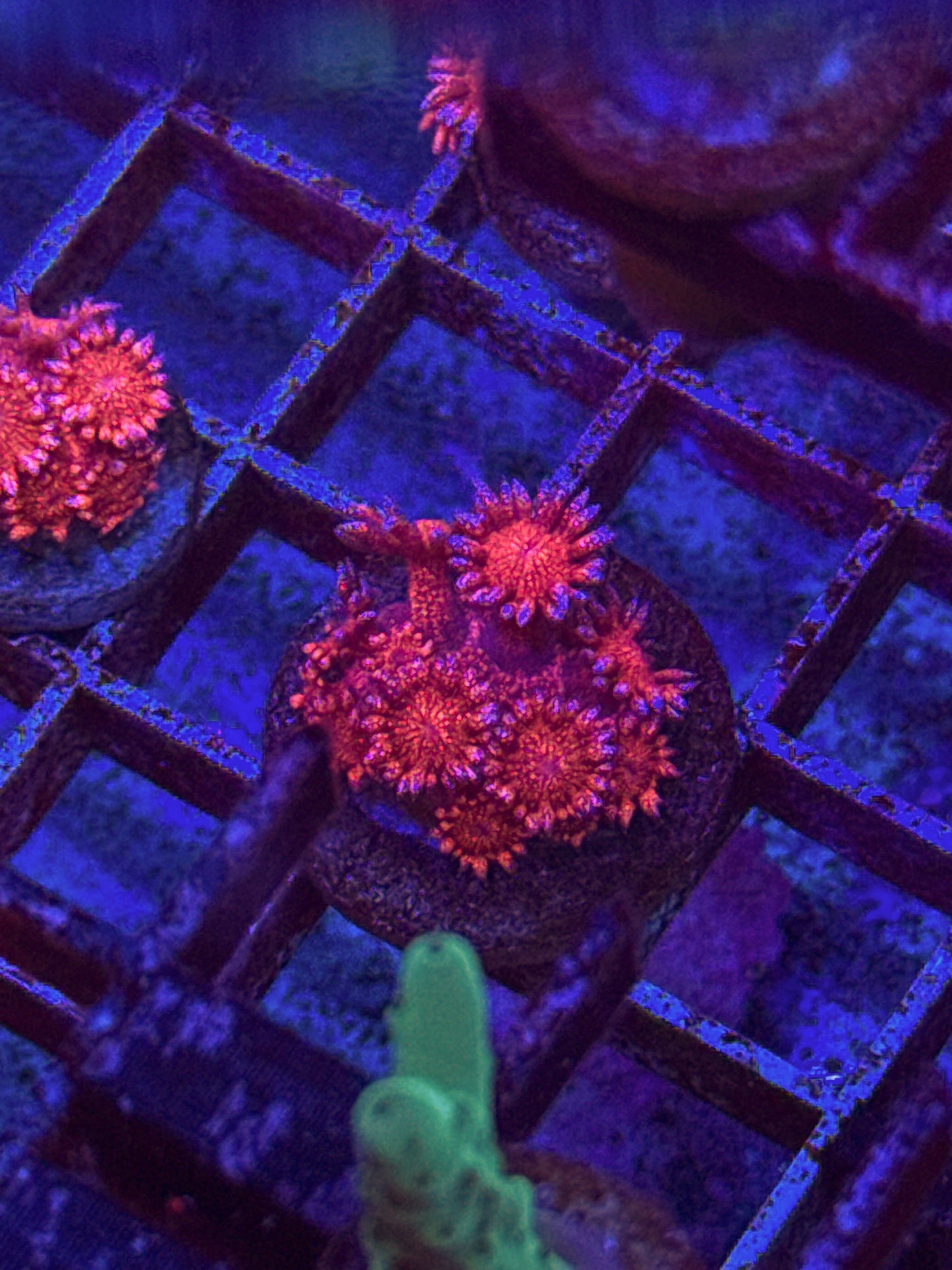WCC Master Red Glitter Goni (WYSIWYG)