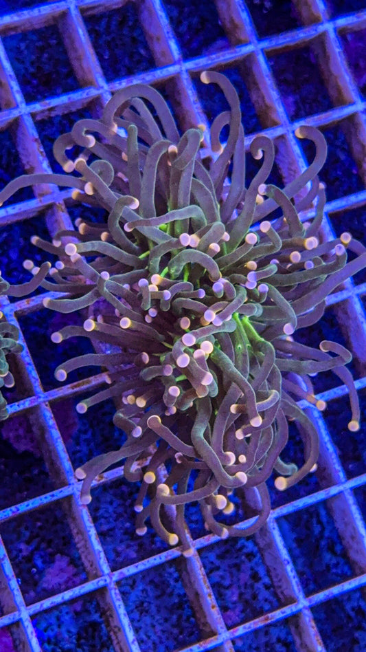 Skittles Torch “Splitting” (WYSIWYG)