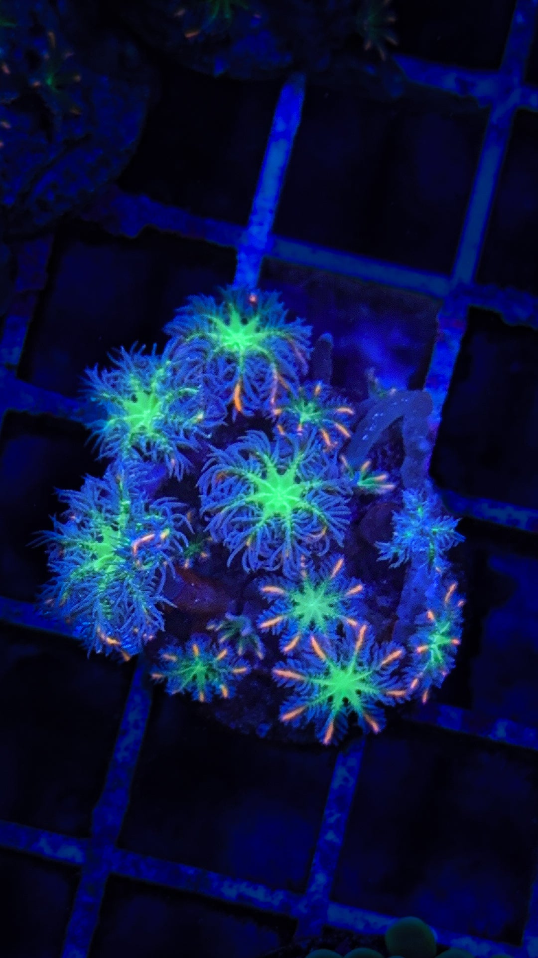 Firework Cloves (WYSIWYG)