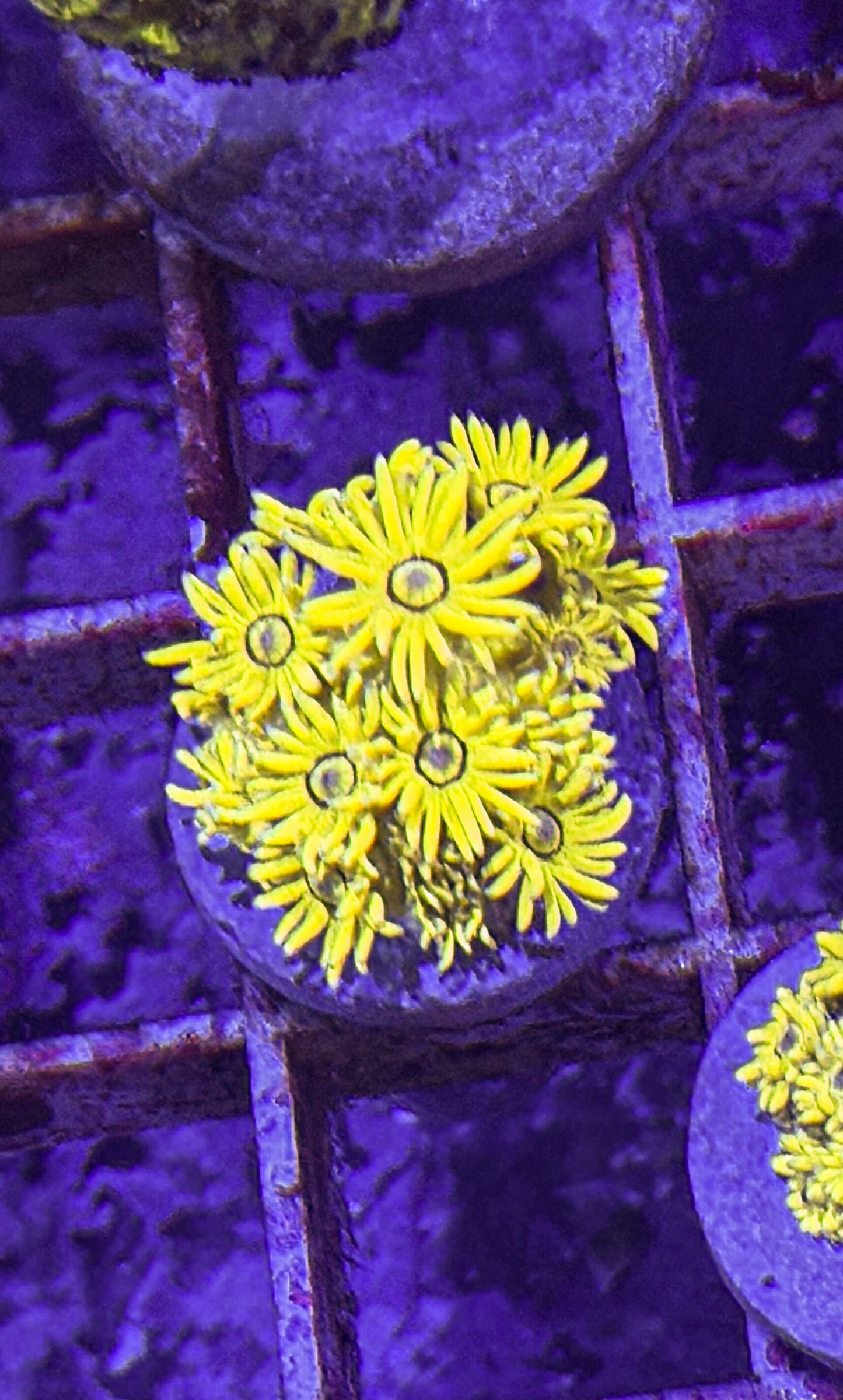 OG Highlighter Goni (WYSIWYG)