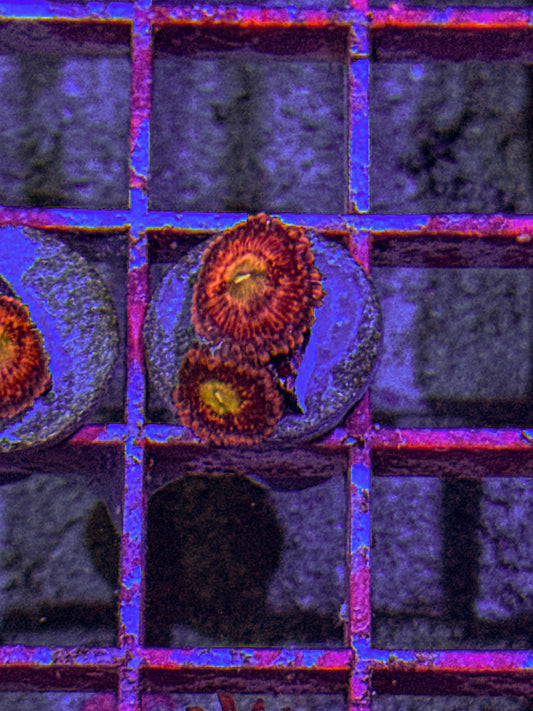 Playboy Bunny Zoa (WYSIWYG)