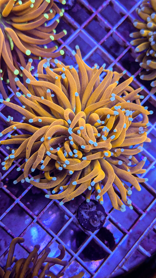 Banana Torch #21 (WYSIWYG)