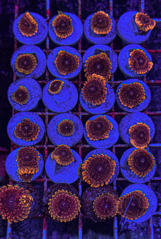 Pink Medallion Zoa (WYSIWYG)