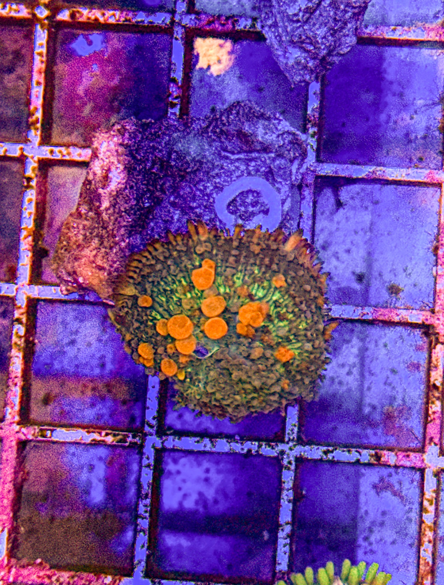 Sunkist Bounce Mushroom (WYSIWYG)