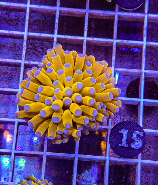 Banana Torch #15 (WYSIWYG)