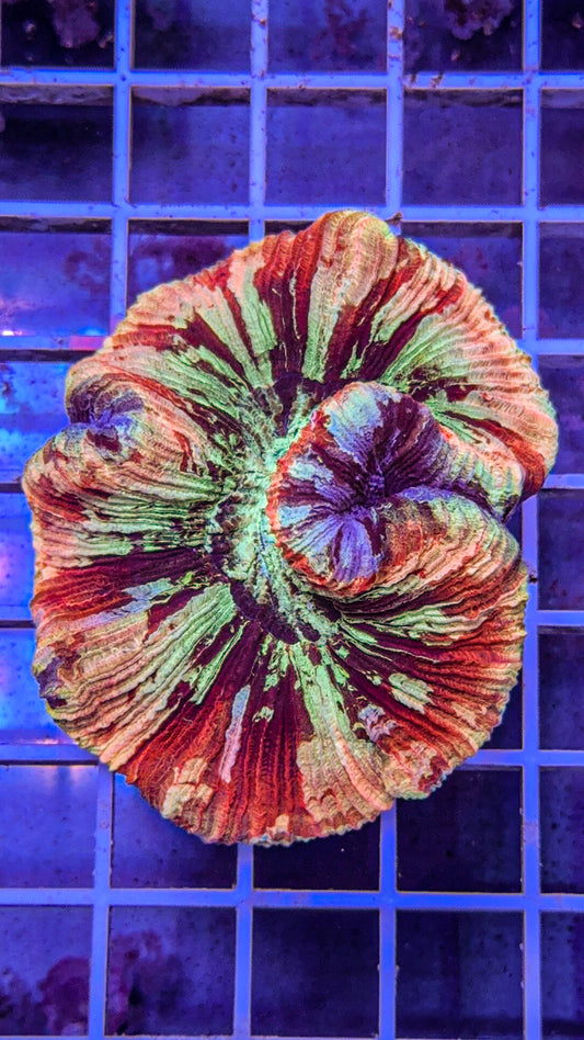 Ultra Trachy (WYSIWYG)