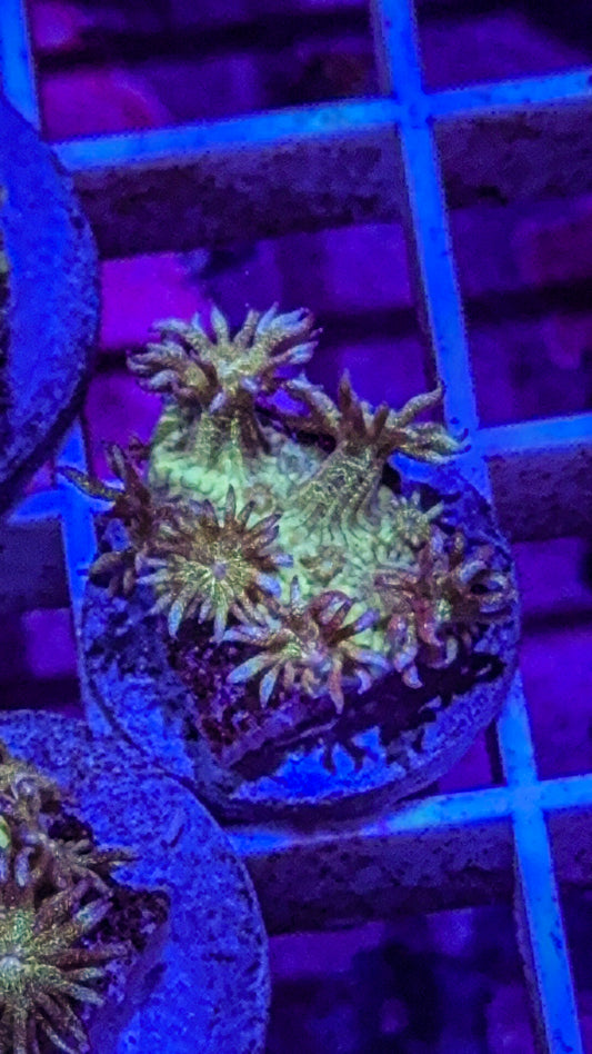 Glitter Goni (WYSIWYG)