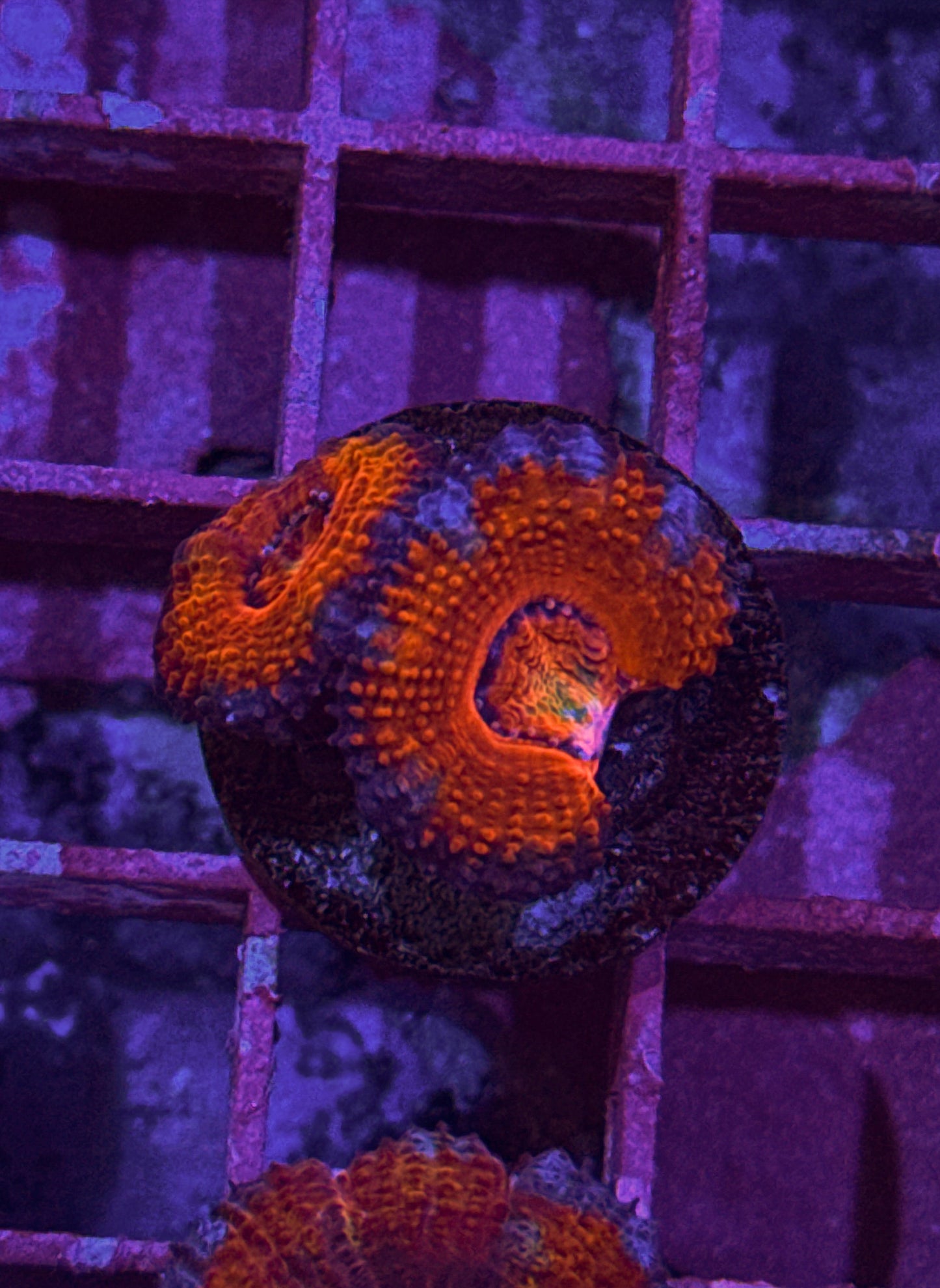 Rainbow Acan (WYSIWYG)