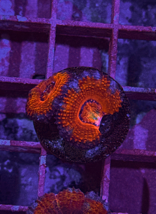 Rainbow Acan (WYSIWYG)