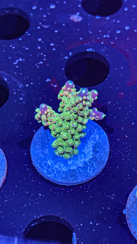 RR Rainbow Loom Acro (WYSIWYG)