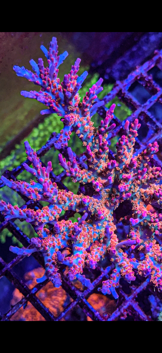 Vivids Confetti Acro (WYSIWYG)