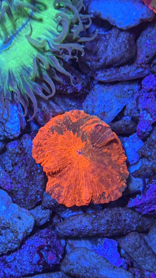 Candy Crush Jawbreaker Mushroom Coral (WYSIWYG)