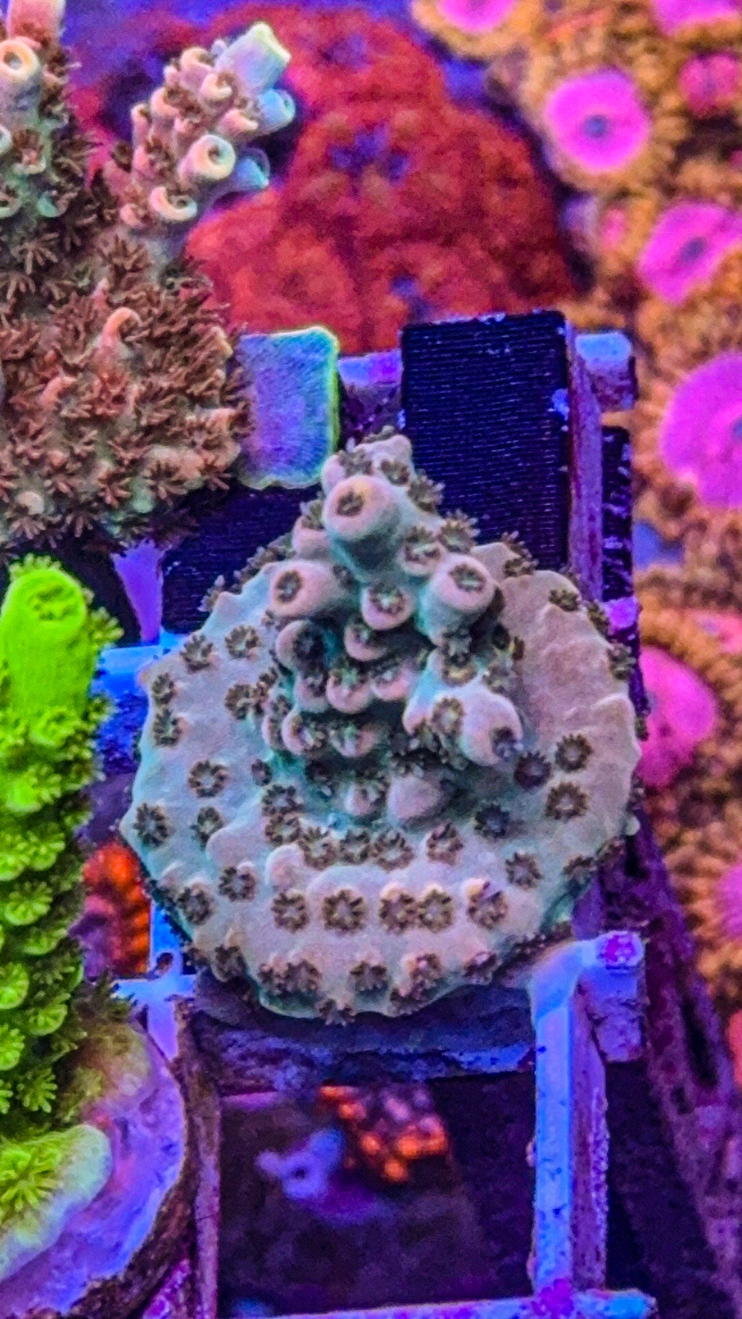 WCC Cream Dela Cream Acro (WYSIWYG)