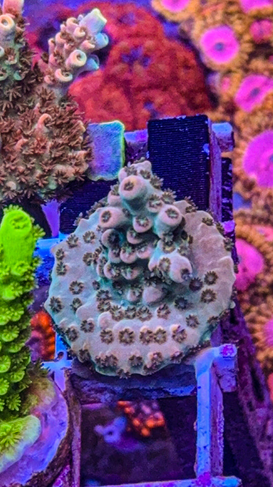 WCC Cream Dela Cream Acro (WYSIWYG)