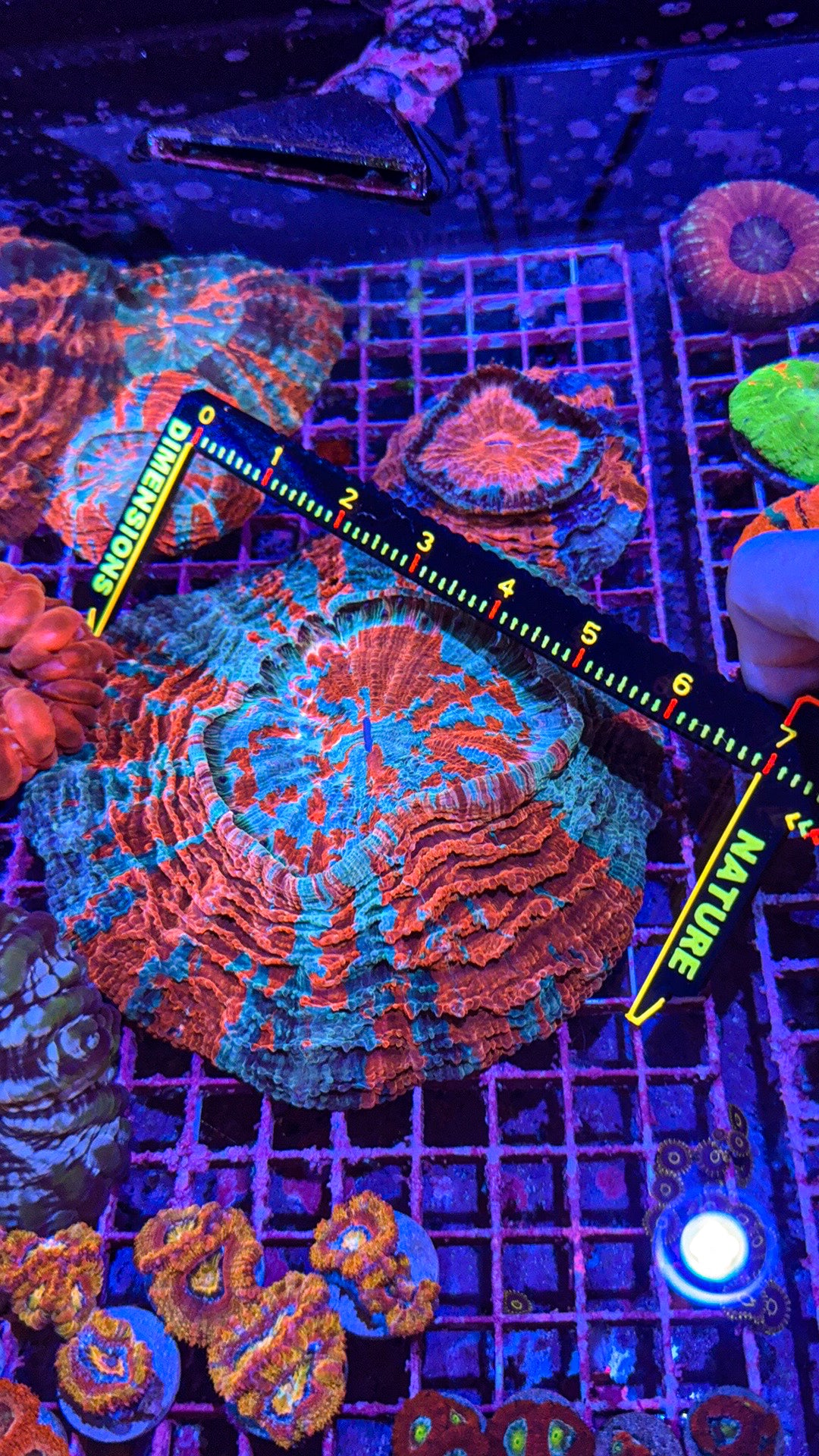 Acanthophyllia (WYSIWYG)
