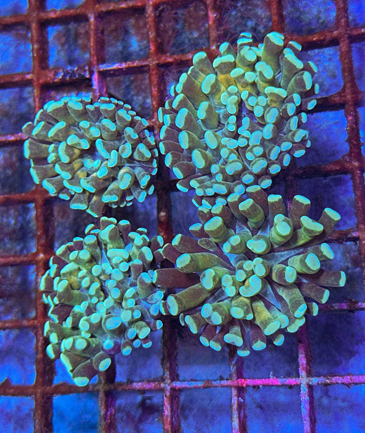 Rare Aussie Teal Tip Hammer (WYSIWYG)