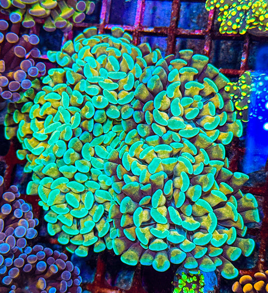 Indo Gold Stem Hammer (WYSIWYG)