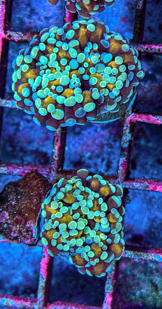 Gold Stem Teal Tip Frammer (WYSIWYG)