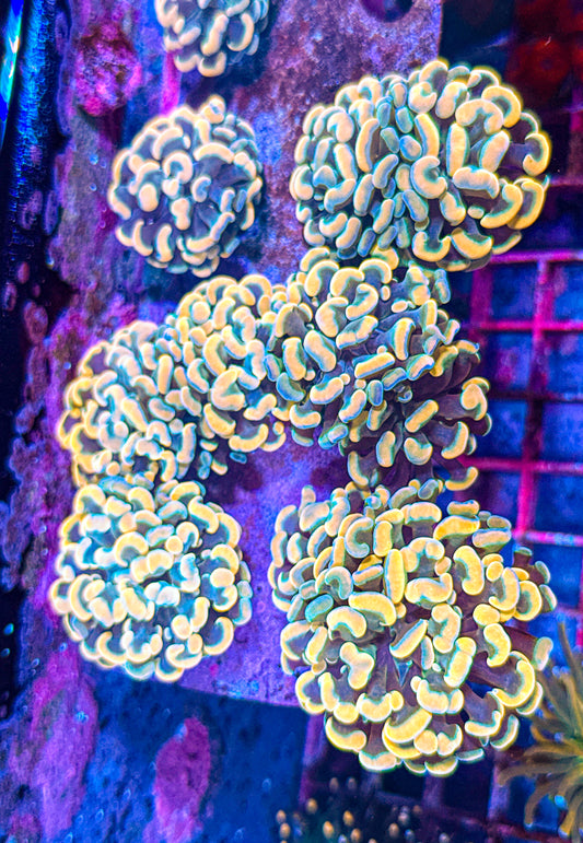 Gold Frammer (WYSIWYG)