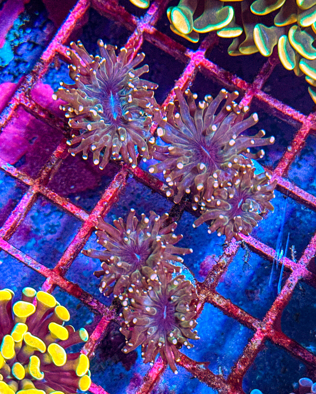 Ugly Pink Frogspawn (WYSIWYG)