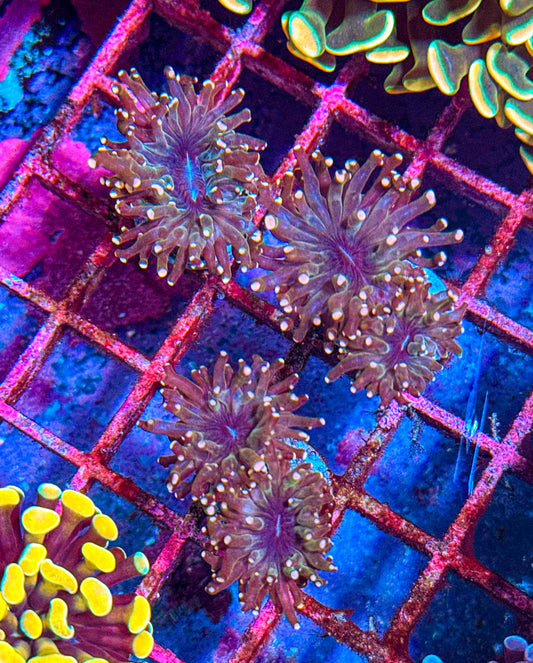 Ugly Pink Frogspawn (WYSIWYG)