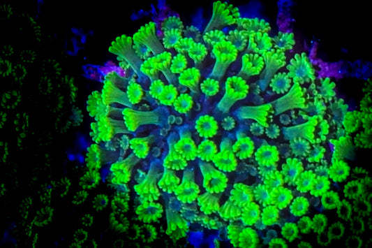 Rare Blue Base Green Polyp Astreopora