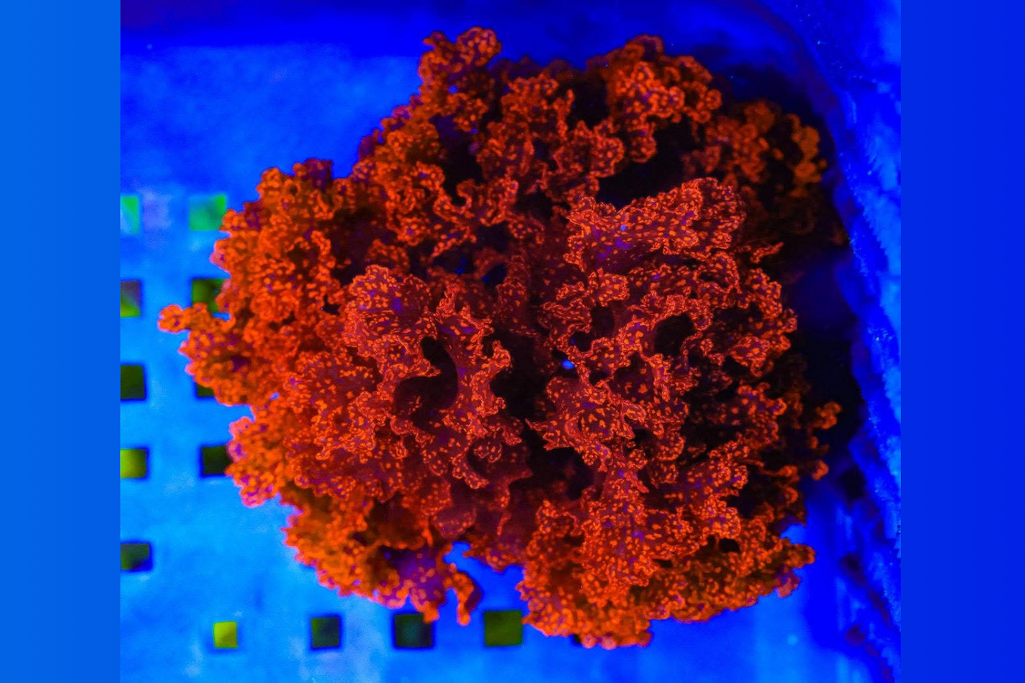 Atomic Broccoli Macroalgae