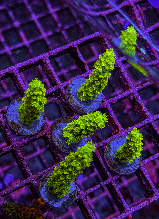 Green Slimmer Acro (WYSIWYG)