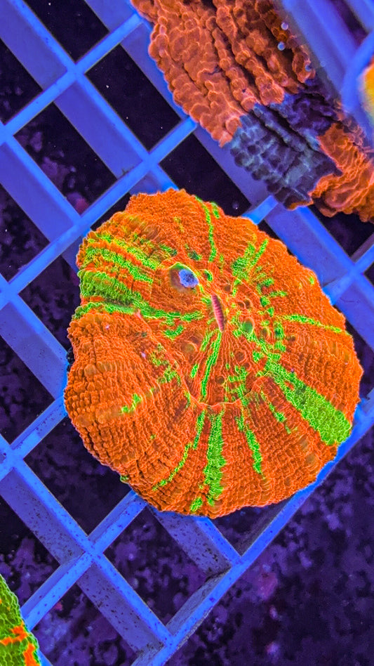 Reverse Bleeding Apple Scoly (WYSIWYG)