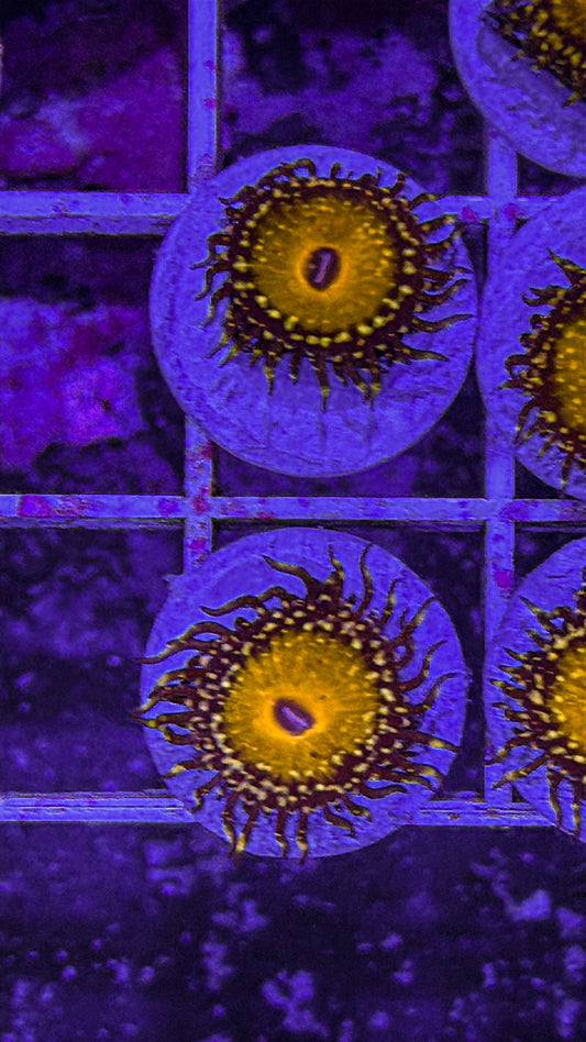 God Beast Zoas (WYSIWYG)