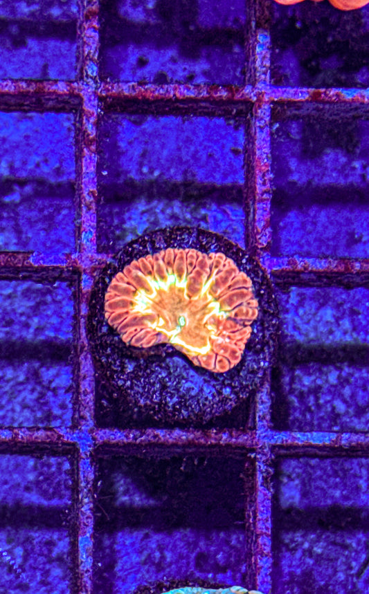 Yellow Ring Blasto (WYSIWYG)