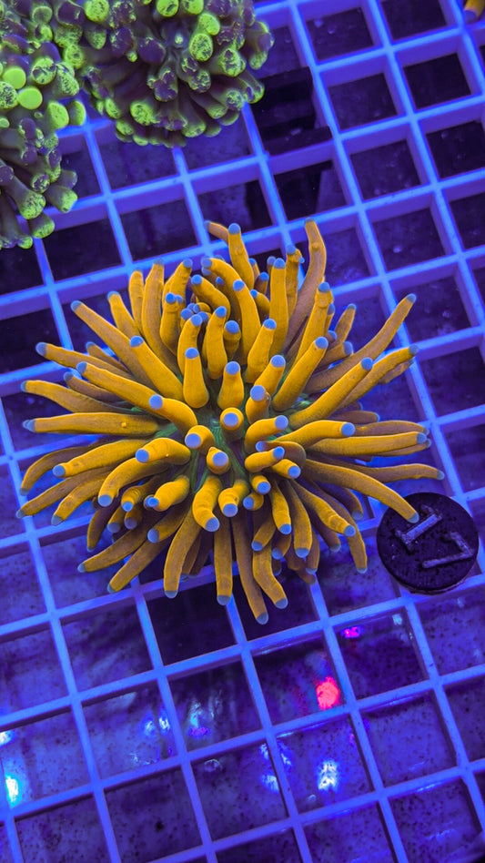 Banana Grail Torch #17 (WYSIWYG)