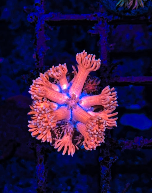 Superman Goniopora (WYSIWYG)