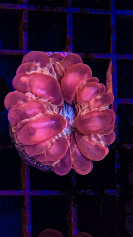 Pink/Gold Cynarina (WYSIWYG)