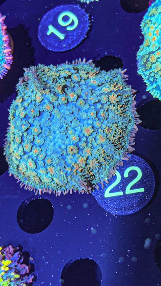 Rainbow Frank Mushroom (WYSIWYG)